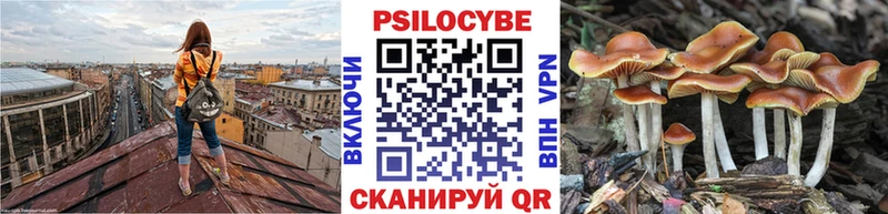 mega как зайти  Михайловск  Галлюциногенные грибы Psilocybe 